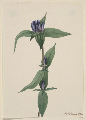 Bottle Gentian (Gentiana saponaria)