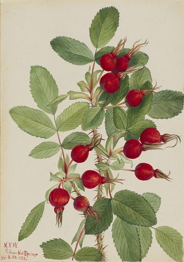 Bourgeau Rose (Rosa bourgeauiana)