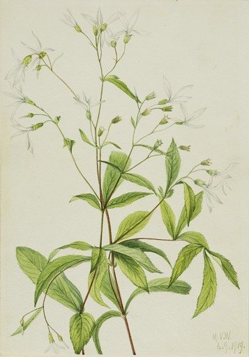 Bowmansroot (Porteranthus trifoliatus)