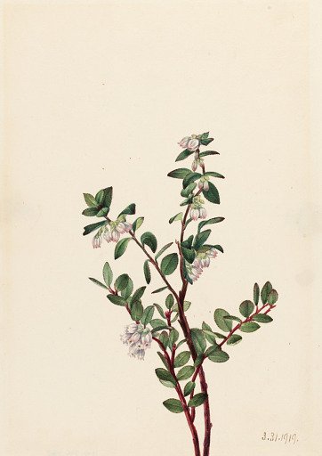 Box Huckleberry (Gaylussacia brachycera)