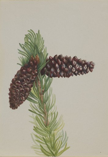 Bristle-Cone Pine (Pinus aristata)