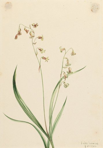 Bronzebells (Stenanthium occidentale)