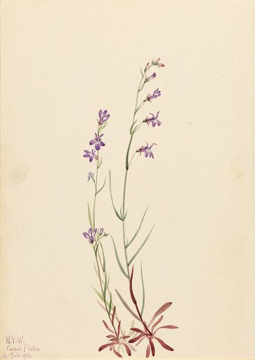 Brook Lobelia (Lobelia kalmii)