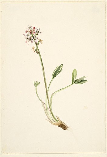 Buckbean (Menyanthes trifoliata)