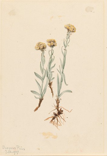 Buff Pussytoes (Antennaria luzuloides)