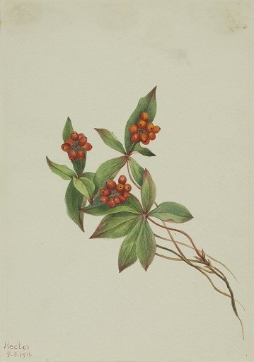 Bunchberry (Cornus canadensis)