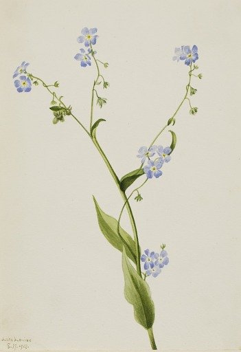 Bur-forget-me-not (Lappula diffusa)
