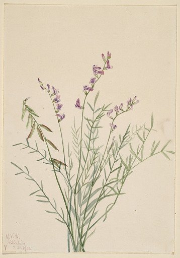 Burgess Milkvetch (Astragalus bourgovii)