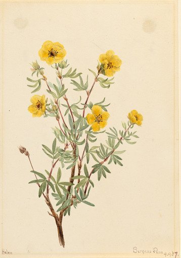 Bush Cinquefoil (Potentilla fruticosa)