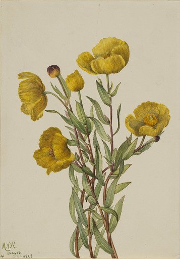 Bushpoppy (Dendromecon rigidum)
