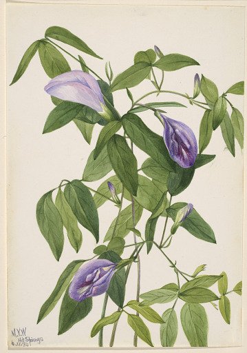 Butterfly Pea (Clitoria mariana)