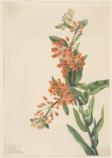 Butterfly Weed (Ascelpias tuberosa)