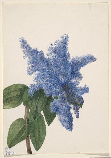 California Lilac (Ceanothus thyrsiflorus)