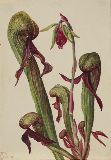 California Pitcherplant (Chrysamphora californica)