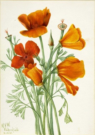 California Poppy (Eschscholtzia californica)