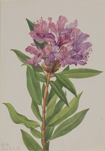 California Rose-Bay (Rhododendron californicum)