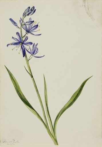 Camas (Quamasia quamash)