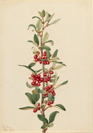 Canada Buffaloberry (Lepargyrea canadensis)
