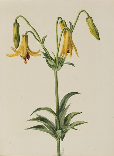 Canada Lily (Lilium canadense)