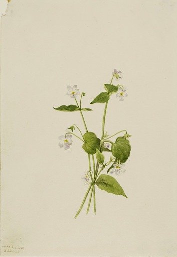 Canada Violet (Viola canadensis)