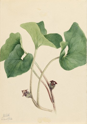 Canada Wild Ginger (Asarum canadense)