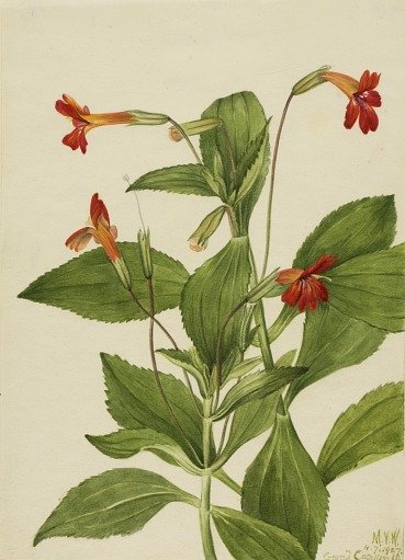 Cardinal Monkey Flower (Mimulus cardinalis)