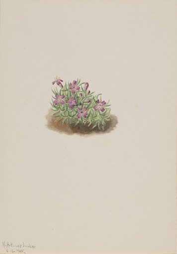 Carpet Pink (Silene acaulis)