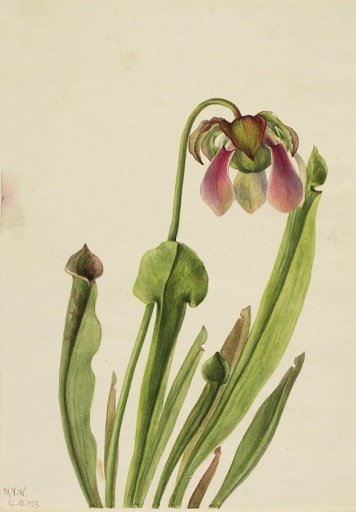 Catesby Pitcherplant (Sarracenia catesaei)