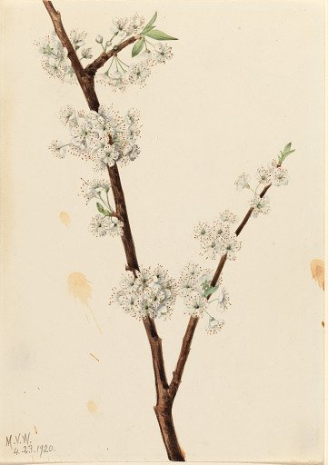 Chickasaw Plum (Prunus angustifolia)