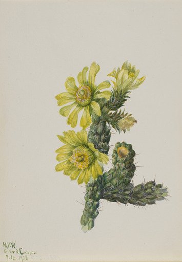 Cholla Opuntia whipplei