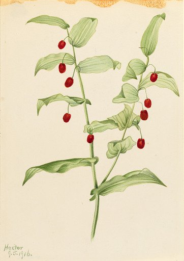 Clasping Twisted Stalk (Streptopus amplexifolius)