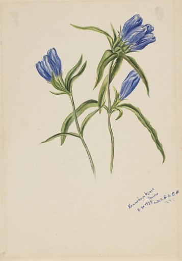 Closed Gentian (Gentiana andrewskii)
