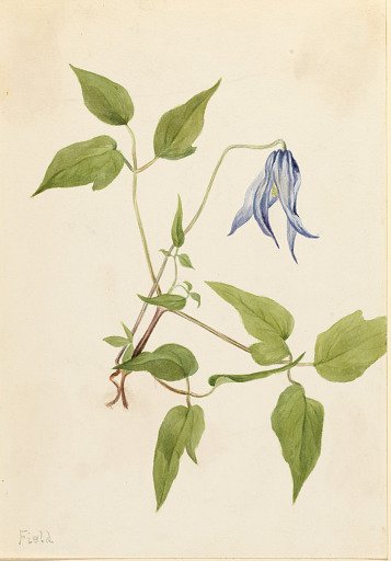 Columbia Clematis (Clematis columbiana)