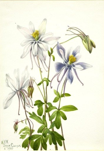 Columbine (Aquilegia ecalcarata)