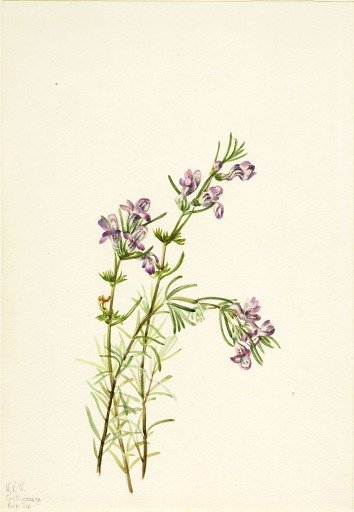 Conradina verticillata
