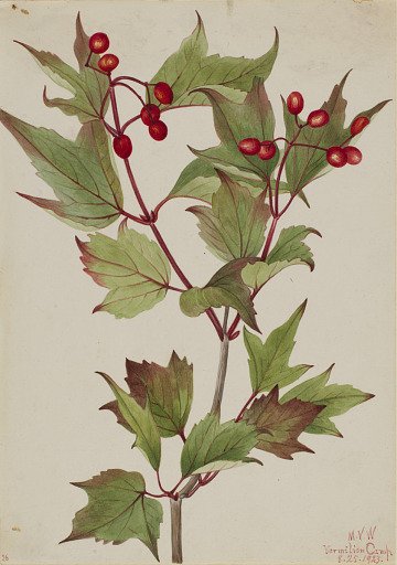 Cranberrybush (Viburnum pauciflorum)