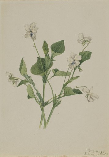 Cream Violet (Viola striata)