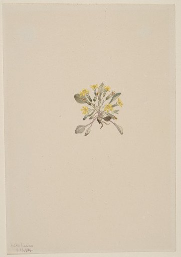 Crepis Elegans