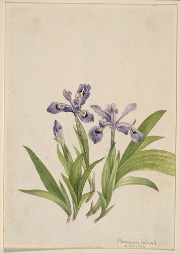 Crested Iris (Iris cristata)