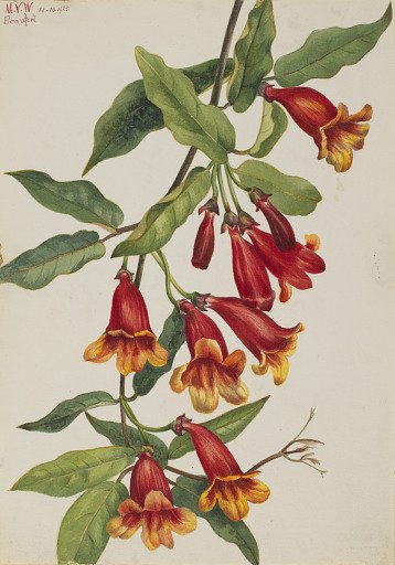 Crossvine (Anisostichus capreolatus)