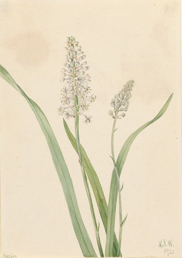 Crowpoison (Chrosperma muscaetoxicum)