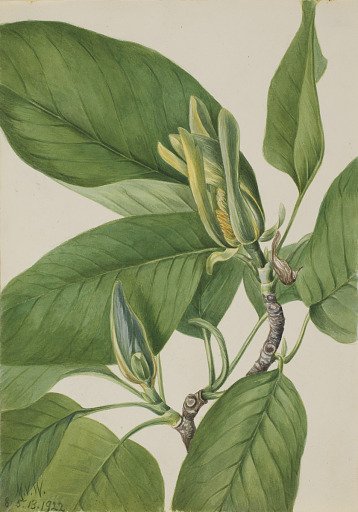 Cucumbertree (Magnolia acuminata)
