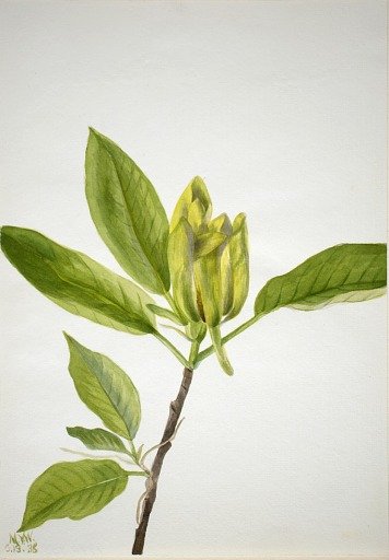 Cucumber Tree (Magnolia scuminata)