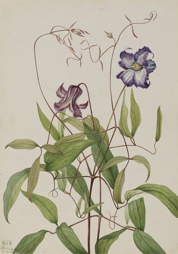 Curly Clematis (Clematis crispa)