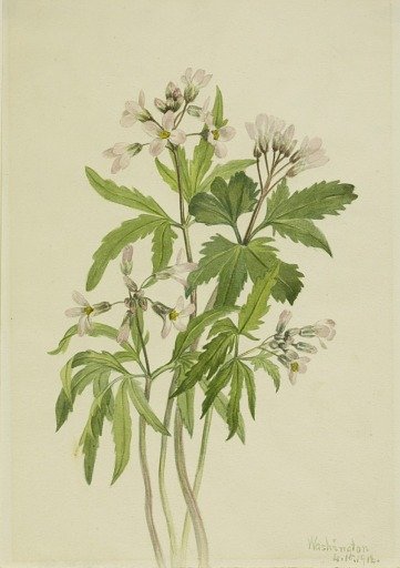 Cut Toothwort (Dentaria laciniata)