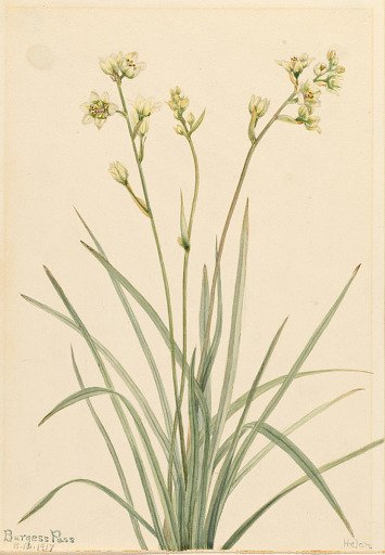Deathcamas (Zygadenus elegans)
