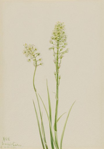 Death Camas (Zygadenus venenosus)