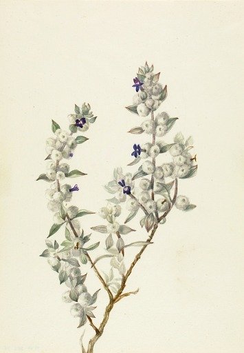 Death Valley Sage (Salvia funerea)