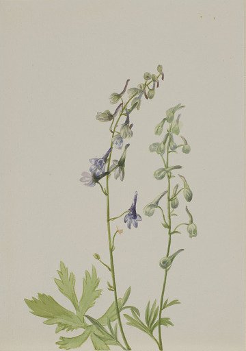Delphinium (Delphinium scopulorum)