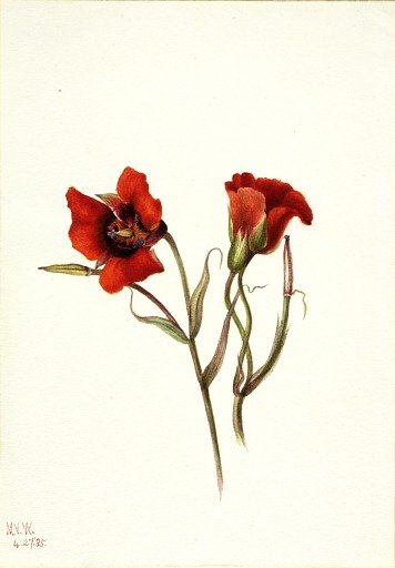 Desert Mariposa (Calochortus kennedyi)